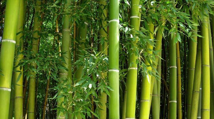 bamboo