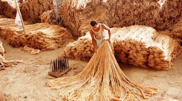 jute farming business